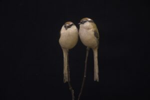 Long Tailed Tits